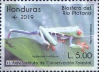 Red-Eyed Tree Frog (Agalychnis callidryas)