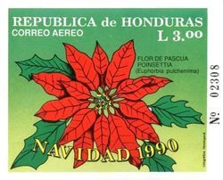 Poinsettia (Euphorbia pulcherrima)