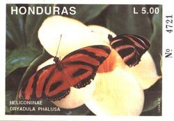 Banded Longwing (Dryadula phaetusa)