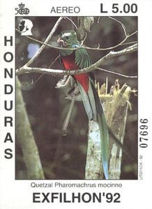 Resplendent Quetzal (Pharomachrus mocinno)