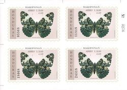 Cracker Butterfly (Hamadryas arinome)
