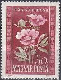 Peonies (Paeonia officinalis)
