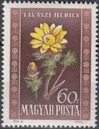 Pheasant's Eye (Adonis vernalis)