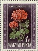 Geraniums (Pelargonium odoratissimum)