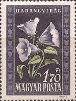Bluebells (Campanula carpatica)
