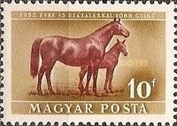 Mare and Foal (Equus ferus caballus)