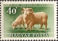 Domestic Sheep (Ovis ammon aries)