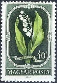 Lily of the Valley (Convallaria majalis)