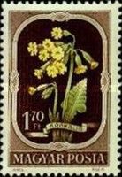 Oxlip (Primula elatior)