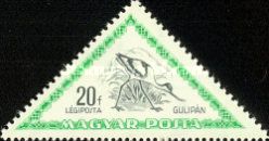 Pied Avocet (Recurvirostra avosetta)