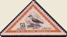 Kentish Plover (Charadrius alexandrinus)