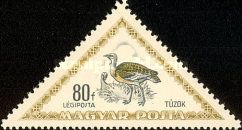 Great Bustard (Otis tarda)