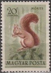 Eurasian Red Squirrel (Sciurus vulgaris)
