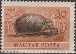 Northern White-breasted Hedgehog (Erinaceus roumanicus)