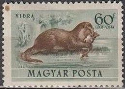 Eurasian Otter (Lutra lutra)