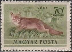 Red Fox (Vulpes vulpes)