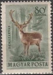 Common Fallow Deer (Dama dama)