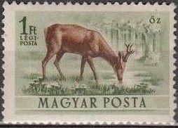 Western Roe Deer (Capreolus capreolus)