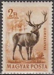 Red Deer (Cervus elaphus)