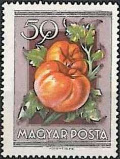 Tomatoes