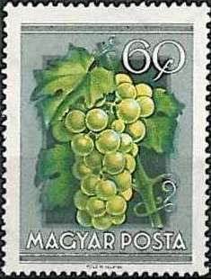 Grapes
