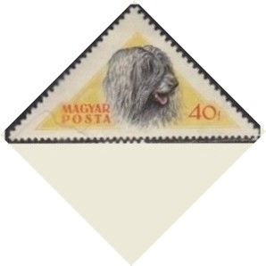 Puli Sheepdog (Canis lupus familiaris)