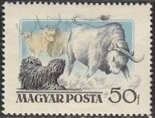Puli Sheepdog Puli Sheepdog Herding Cattle