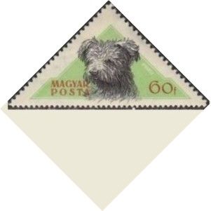 Pumi (Canis lupus familiaris)