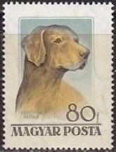 Magyar Vizsla (Canis lupus familiaris)