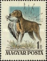 Magyar Vizsla (Canis lupus familiaris) Carrying Mallard Duck