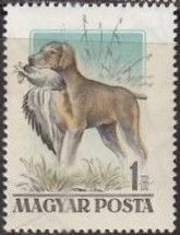 Magyar Vizsla (Canis lupus familiaris) Carrying Mallard Duck