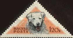 Kuvasz Sheepdog (Canis lupus familiaris)