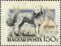 Kuvasz Sheepdog (Canis lupus familiaris), Cottage
