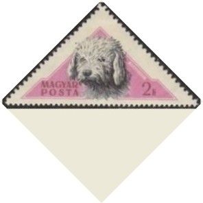 Komondor Sheepdog (Canis lupus familiaris)