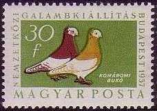 Komorn Tumbler (Columba livia forma domestica)
