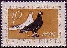 Budapest Shortbeak (Columba livia forma domestica)