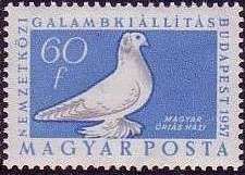 Hungarian Giant Pigeon (Columba livia forma domestica)