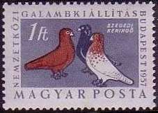 South Batschka Tumbler (Columba livia forma domestica)
