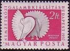 Magyar Fantail (Columba livia forma domestica)