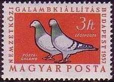 Carrier Pigeon (Columba livia forma domestica)