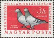 Carrier Pigeon (Columba livia forma domestica)