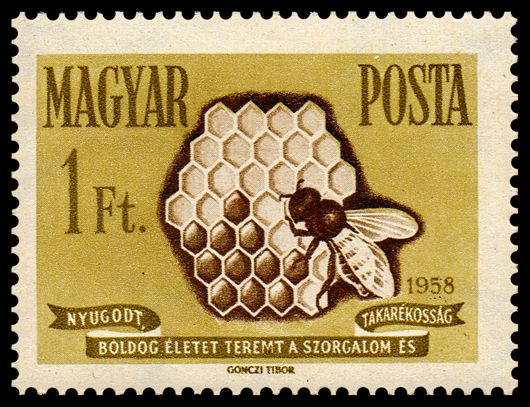 European Honey Bee (Apis mellifera), Honeycomb