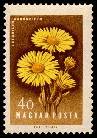 Wild Sunflower (Doronicum hungaricum)