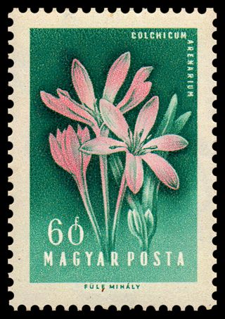 Sand Affron (Colchicum arenarium)