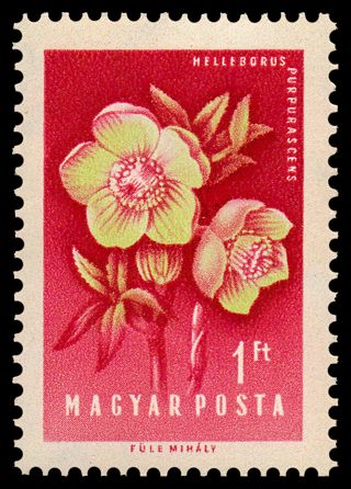Hellebore (Helleborus purpurascens)