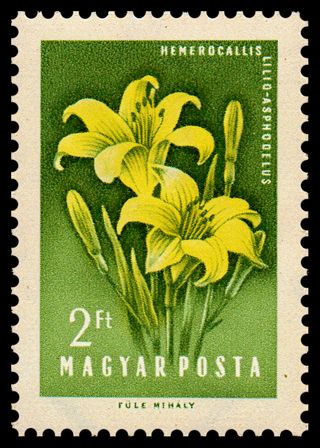 Lemon Daylily (Hemerocallis lilioasphodelus)
