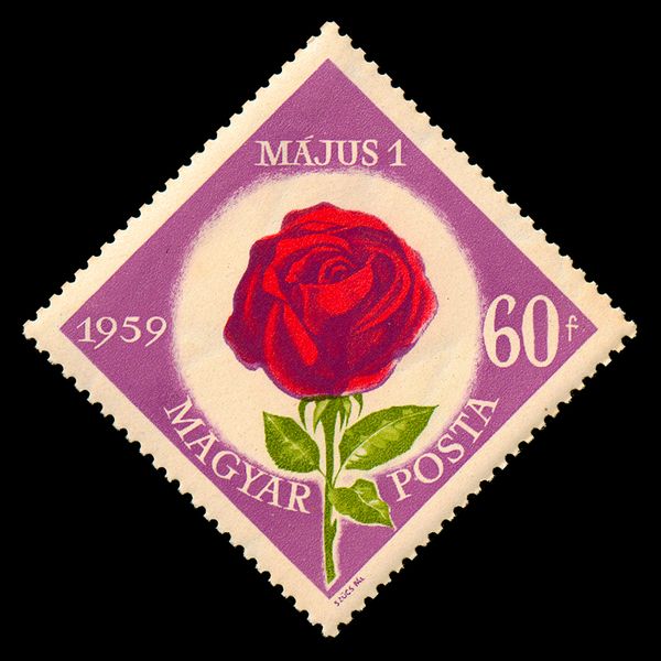 Rose (Rosa hybr.)