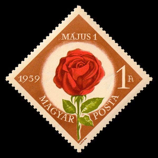 Rose (Rosa hybr.)