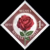 Rose (Rosa hybr.)