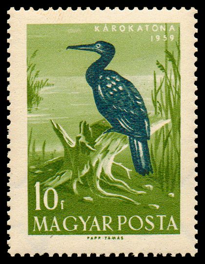 Great Cormorant (Phalacrocorax carbo)